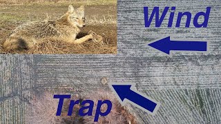 Catch More COYOTES With These TRAPPING Tips