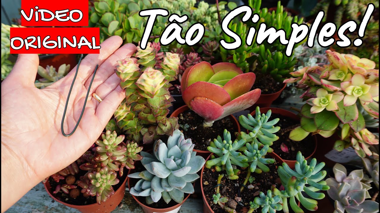 2 Técnicas para encher suculentas mais rápido. Veja passo a passo! Decapitação de Suculentas