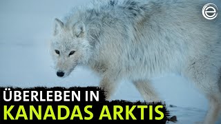 Polarwölfe ‒ Überleben in Kanadas Arktis | Erlebnis Erde