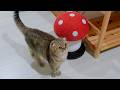The kitten is adorable—it gets praised just for normally using the litter box.