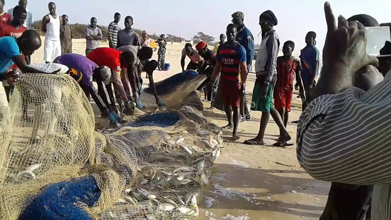Africa fish - YouTube