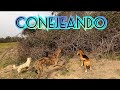 CONEJEANDO /CAZA de CONEJO  con Galgos Beagles y Conejeros...