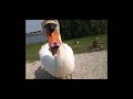 Very angry swan. when i feed the ducks (old video)