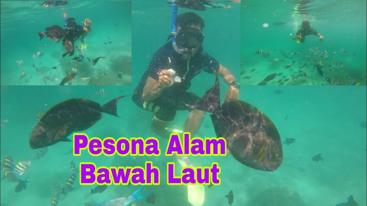 Berburu Hewan Laut Yang Langka  indahnya pesona Bawah Laut  