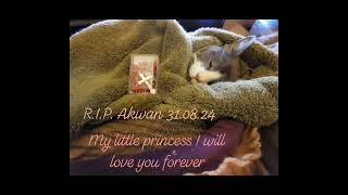 R.I.P my precious little princess. I will love you forever and I will never ever forget you.