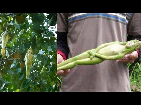 Vídeo: En Tailandia, Encontró Un árbol Con Frutos En Forma De Mujer - Vista Alternativa