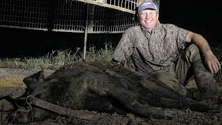 Trapped a lonesome boar hog and HUGE surprise.