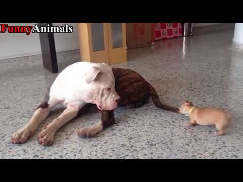 Βίντεο: Κουτάβι στραγγαλίζει σε σκύλους