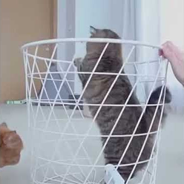 Cream heroes  #3 kucing kucing itu masuk penjara