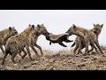 Hyena Pack Turns The Tables On A Honey Badger mp3