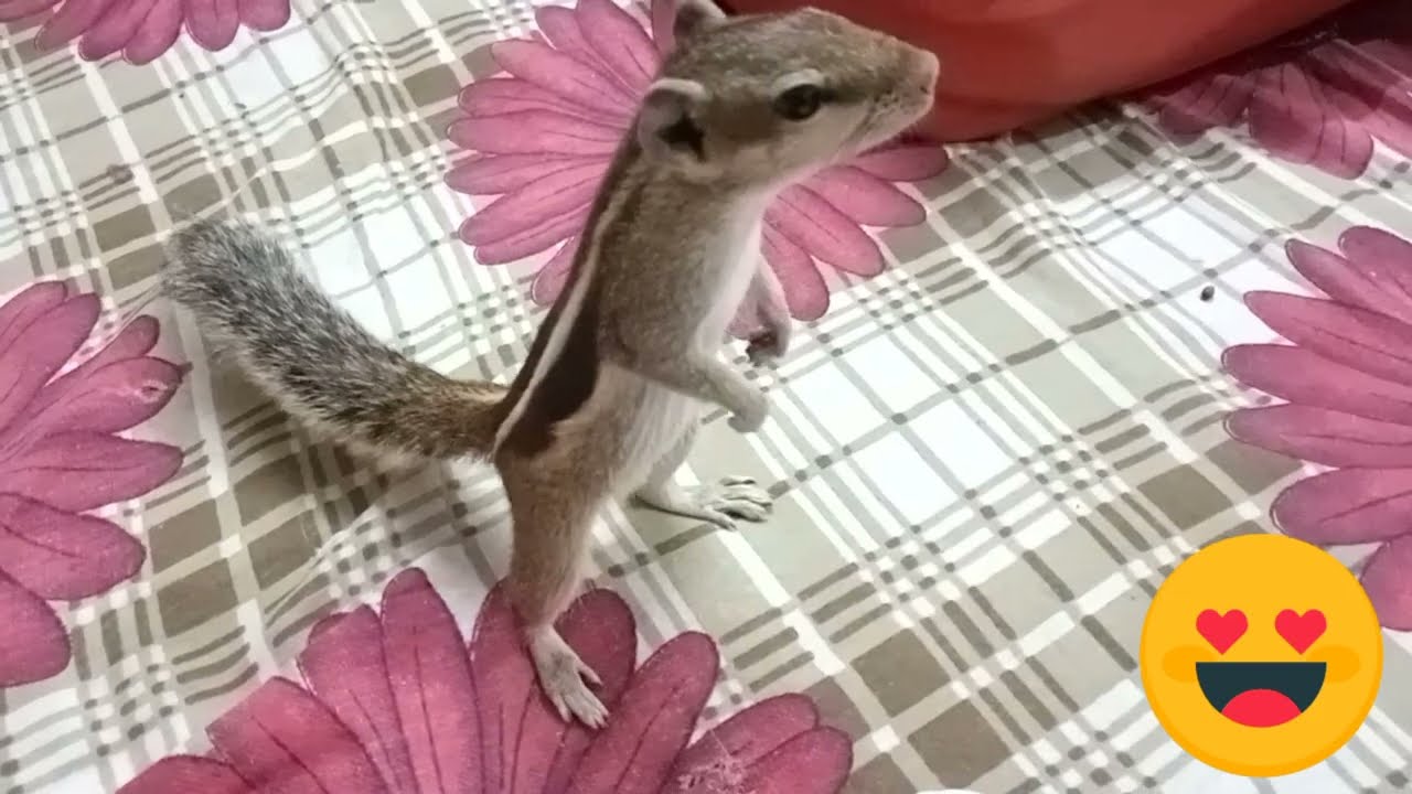 cute squirrel 🐿️