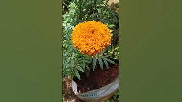ഓണത്തിന് കിട്ടിയ എട്ടിന്റെ പണി 😔🌼🌸#viral #trending #flowers