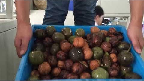 Angelon in shell walnut color sorter machine