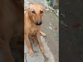 dogs ki loyalty ke liye ek like aur subscribe to banta hai #doggydaycare