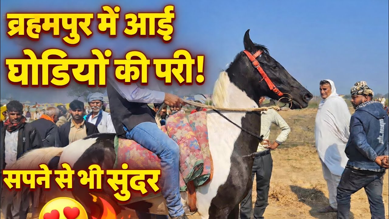 यह घोड़ी है ब्रह्मपुर मेले में आकर्षण का केंद्र