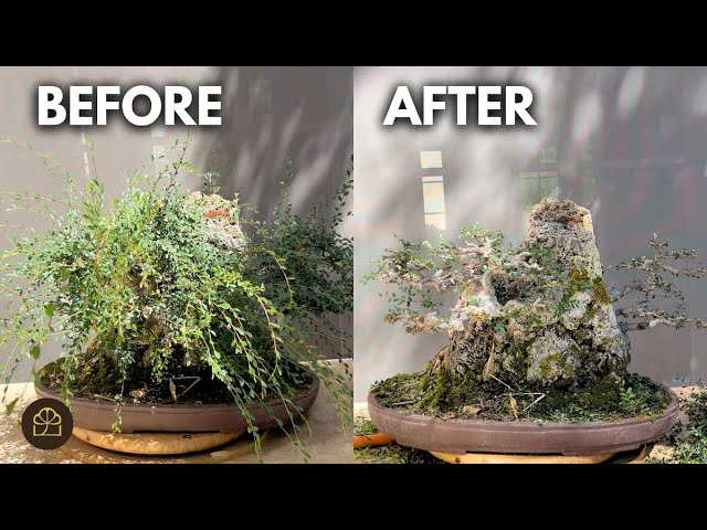 How to Keep Your Bonsai in Shape: Pruning & Removing Branches