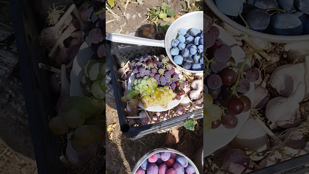 ВКУСНЫЙ, НАТУРАЛЬНЫЙ И ПОЛЕЗНЫЙ УРОЖАЙ 2025. ПОКАЗЫВАЕМ И ДЕЛИМСЯ МАЛОЙ ЧАСТЬЮ ПЛОДОВ НАШЕГО ТРУДА)!