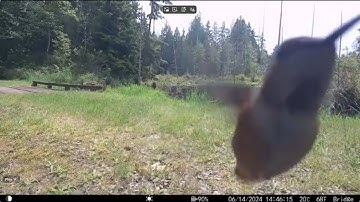 Western Washington State (Marysville) Trail Cam Video: The Bridge 2024