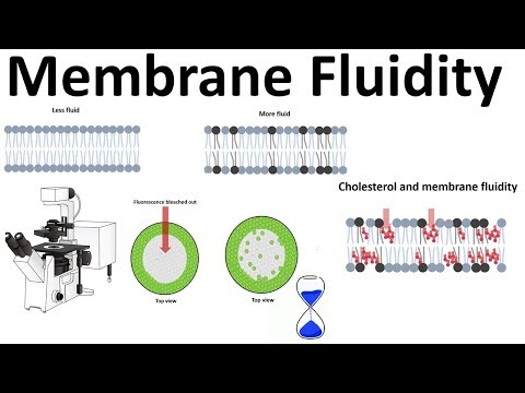 Video: Beïnvloed ph membraanvloeibaarheid?