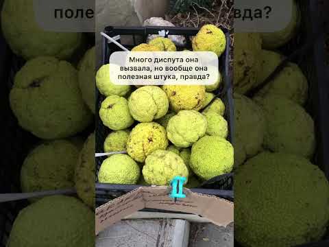 Маклюра-2: честный ответ продавца