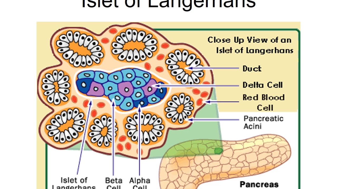 Β клеток островков лангерганса. Альфа клетки островков Лангерганса. Клетки панкреатического островка. Альфа и бета клетки островков Лангерганса. Строение поджелудочной железы островки Лангерганса.