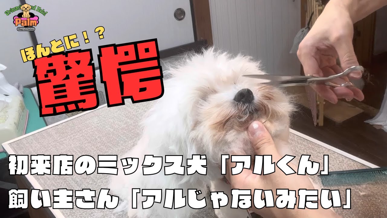 噛み犬トリミング初来店！他店では飼い主さんが押さえて.. - YouTube