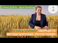 Захист ячменю озимого від хвороб, підходи до регуляції росту, діючі речовини та вартість