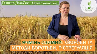 Захист ячменю озимого від хвороб, підходи до регуляції росту, діючі речовини та вартість