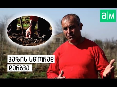 ვიდეო: თეთრი მოცხარი (27 ფოტო): საუკეთესო ჯიშები. გასხვლა შემოდგომაზე და გაზაფხულზე. დარგვა, მოვლა და გამრავლება კალმებით