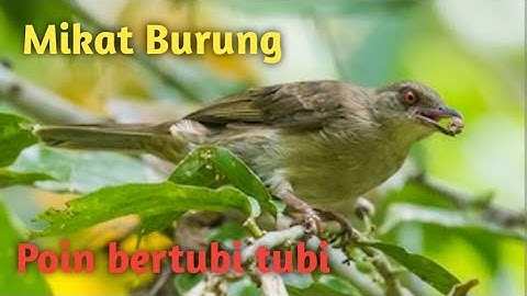 Cara memikat burung dengan beras ketan dan poin Mp3 dengan Tubi