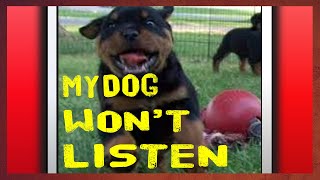Kitty Kitty Best Funny Cats and Dogs Videos Compilation 2019 |😂😹💔✔✔✔