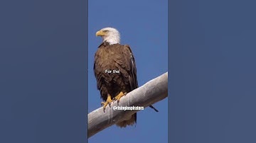Soar Like an Eagle: Rise Above Negativity and Achieve Success