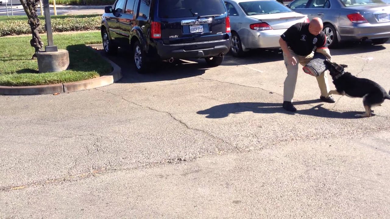 West Sacramento K9 demo