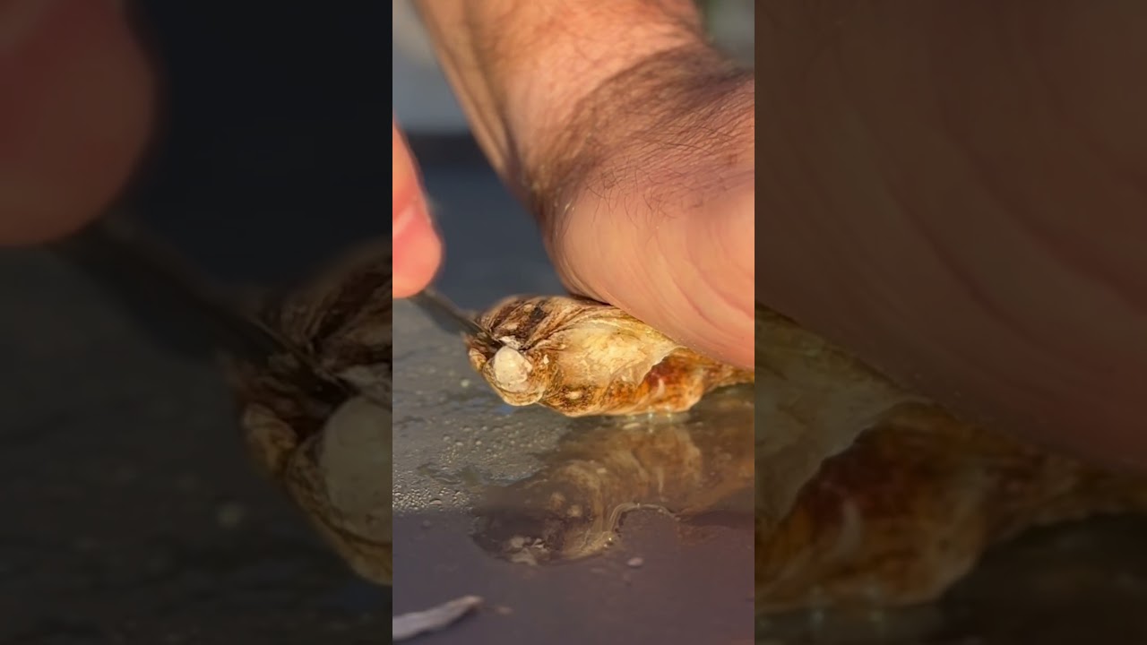 Oysters from Rhode Island? 