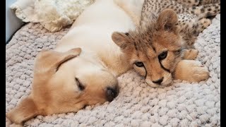 A cheetah and dog are celebrating a year of friendship in N.J.