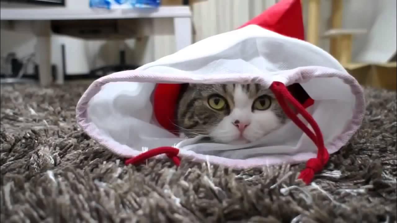 прикольные котики. приколы с котятами с озвучкой. кошки видео смешные все подряд. кошки видео смешные все подряд. видеоролики про кошек.