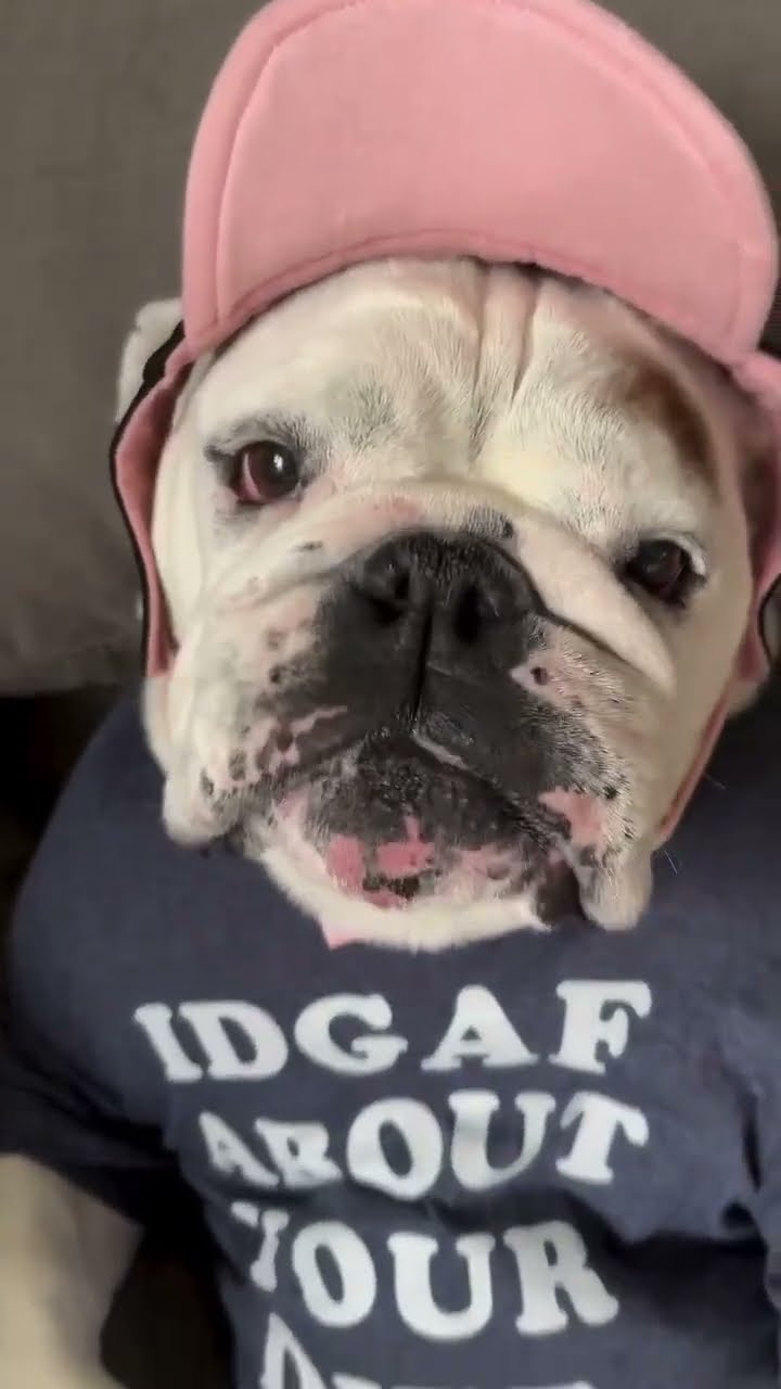 #JasonDeruloTV // Dog #GotPermissionToPost From @eggnogthebulldog #MakeMeHappy