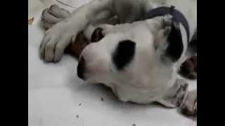 Gateau Bone Chewing 2
Gateau passing his bone chewing exam. 4 months. Gateau Bone Chewing 2