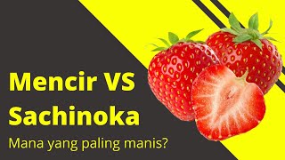 Sachinoka vs Mencir, mana paling manis? #sachinoka #mencir #testbrix