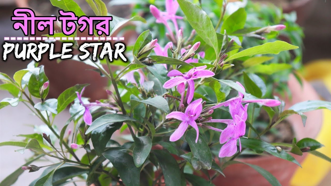 purple star menu নীল টগর গাছের সম্পূর্ণ পরিচর্যা || Purple Star/Star flower Plant Care and Tips