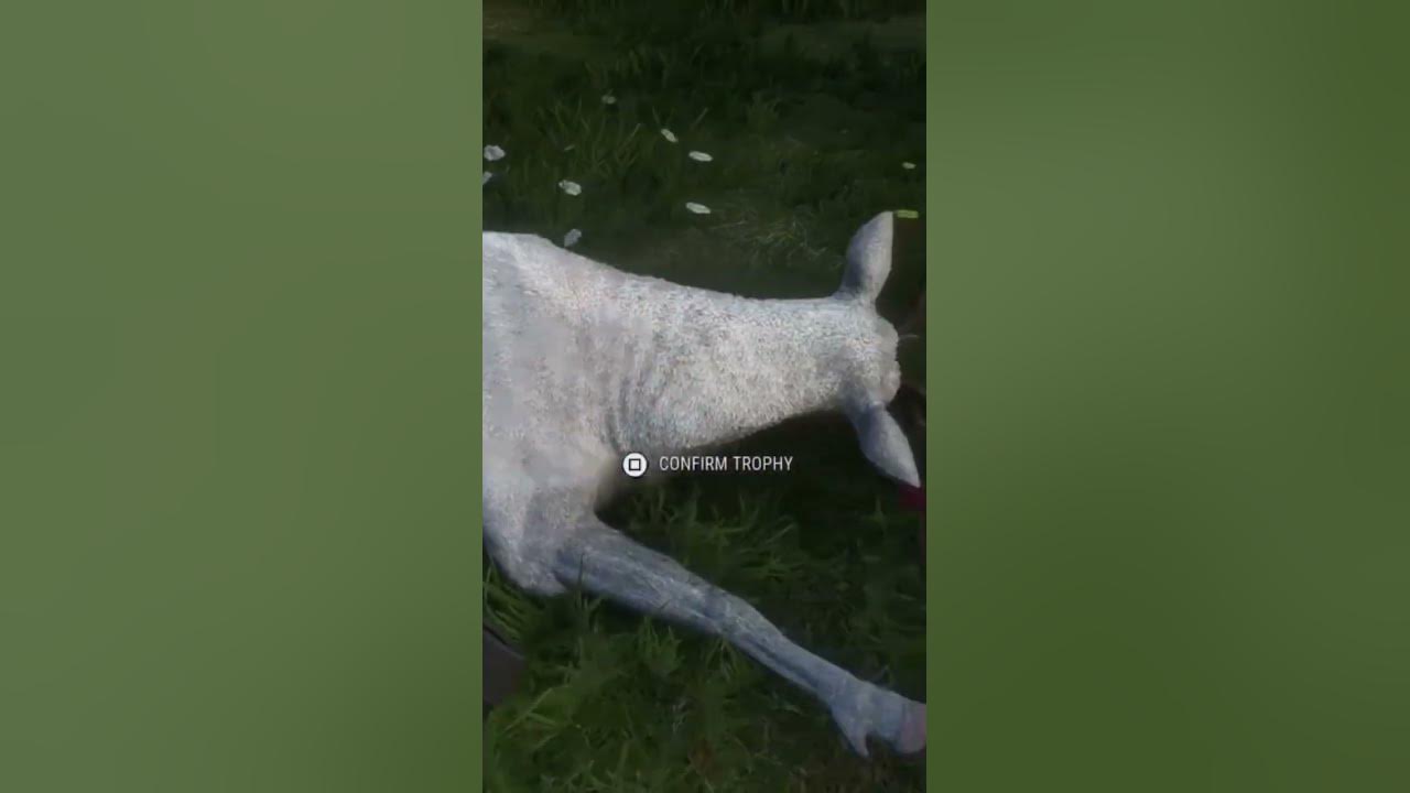 Cute albino elk in hunter call of the wildcotw hunting YouTube