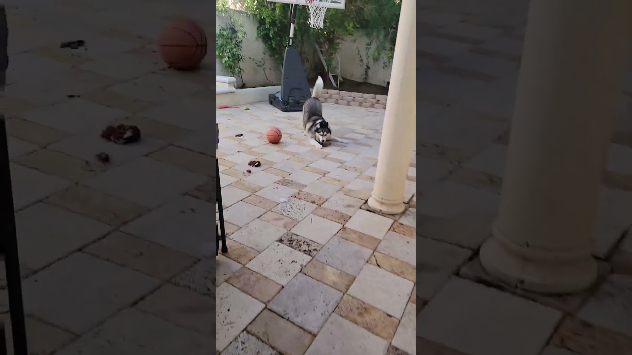 super excited and energetic husky 