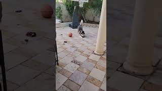 Super Excited And Energetic Husky