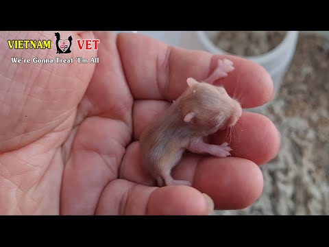 This is the Smallest Pet You have seen Ever - Cutest Baby Hamsters