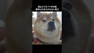 優しい柴犬はパパの異変に気付き散歩に行きたがらず… #癒し #犬のいる生活#shibainu
