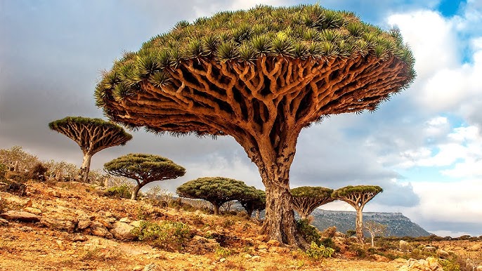 File:Bottle Tree, Socotra Island (10958518454).jpg – Travel guide at  Wikivoyage