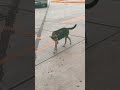 stray dog