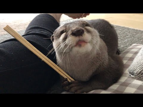 カワウソさくら 割り箸に対する愛が重すぎて猫に引かれる Otter who love disposable chopsticks