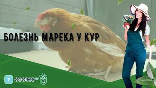 Болезнь Марека у кур