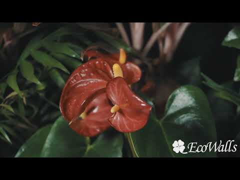 Вертикальное озеленение, Живые стены, фитостены от EcoWalls.ru